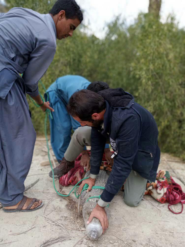 بازگشت تمساح سرگردان در راسک به زیستگاه طبیعی اش