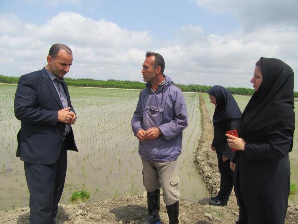 نخستین نشاء برنج روشن در شهرستان سیمرغ