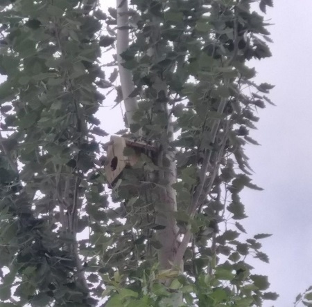 آغاز نصب لانه پرندگان در پارکهای فردوس