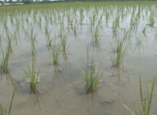 آبیاری شالیزارها با چاه کشاورزی