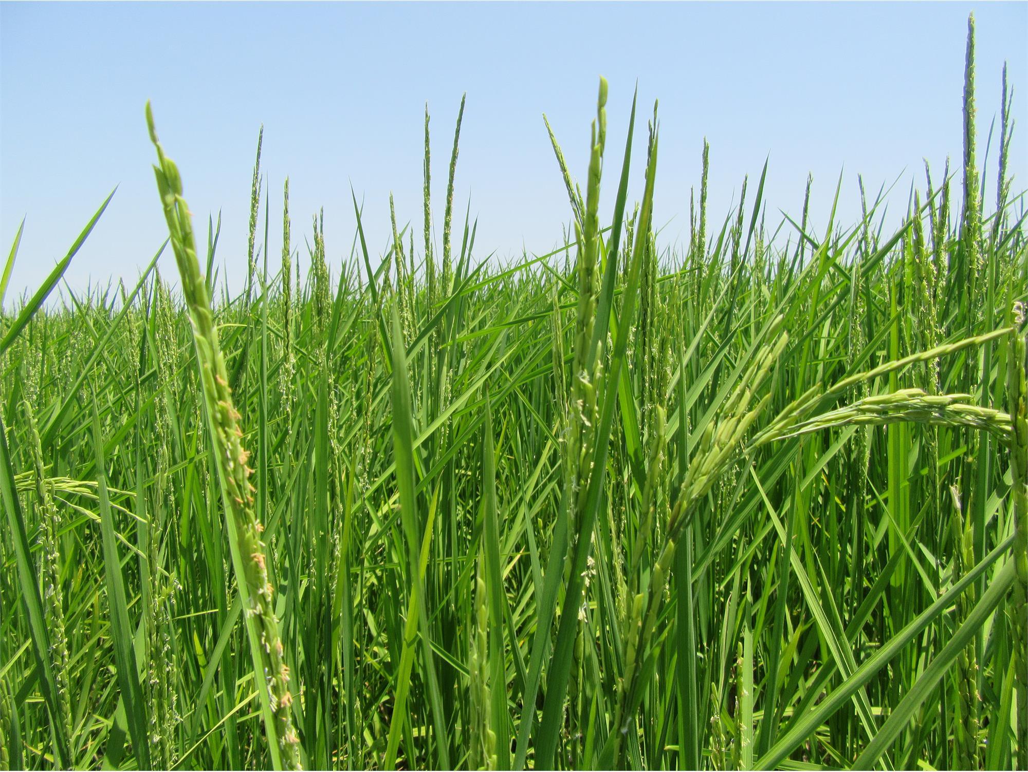 ظهور خوشه های امید در شالیزارهای سیمرغ