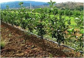 سیستم نوین آبیاری درباغهای سیمرغ