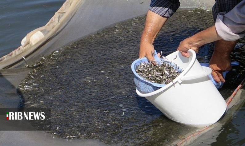 رهاسازی ۲ میلیون و ۷۸۰ هزارقطعه بچه ماهی در منابع آبی کردستان