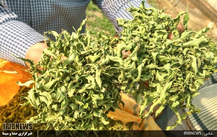 استویا، شیرین تر از شکر و پر سود اما ناشناخته