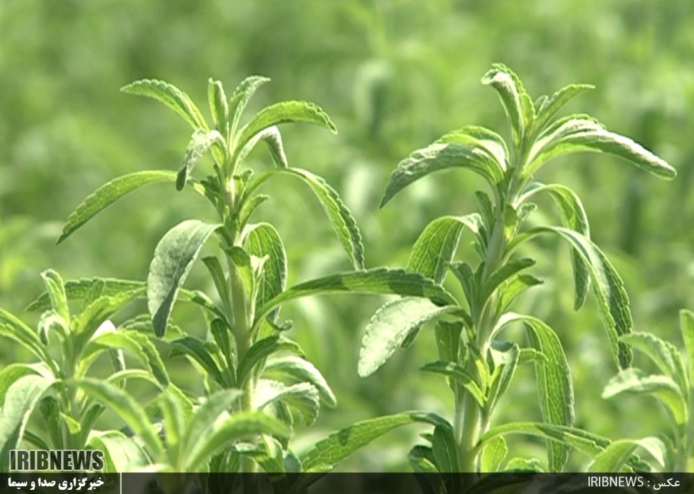 استویا، شیرین تر از شکر و پر سود اما ناشناخته