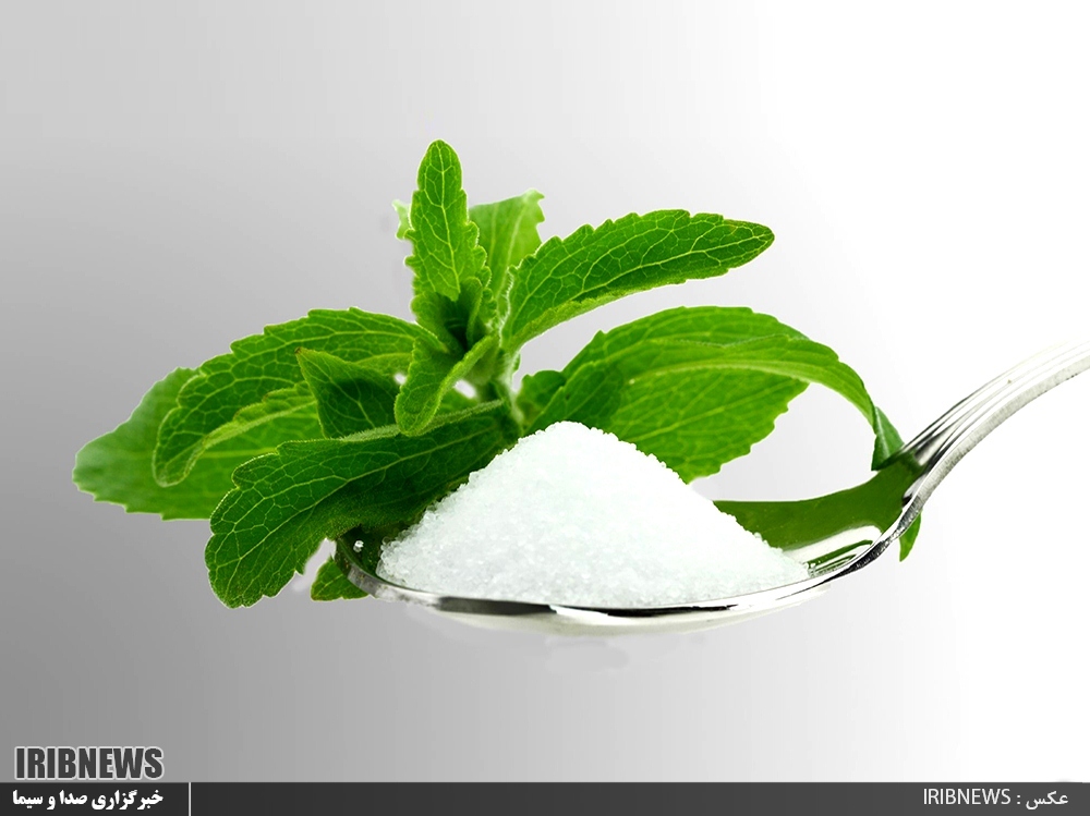 استویا، شیرین تر از شکر و پر سود اما ناشناخته