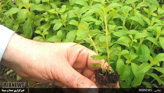 استویا، شیرین تر از شکر و پر سود اما ناشناخته