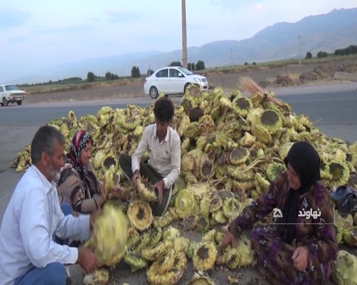 آغاز برداشت آفتابگردان در نهاوند