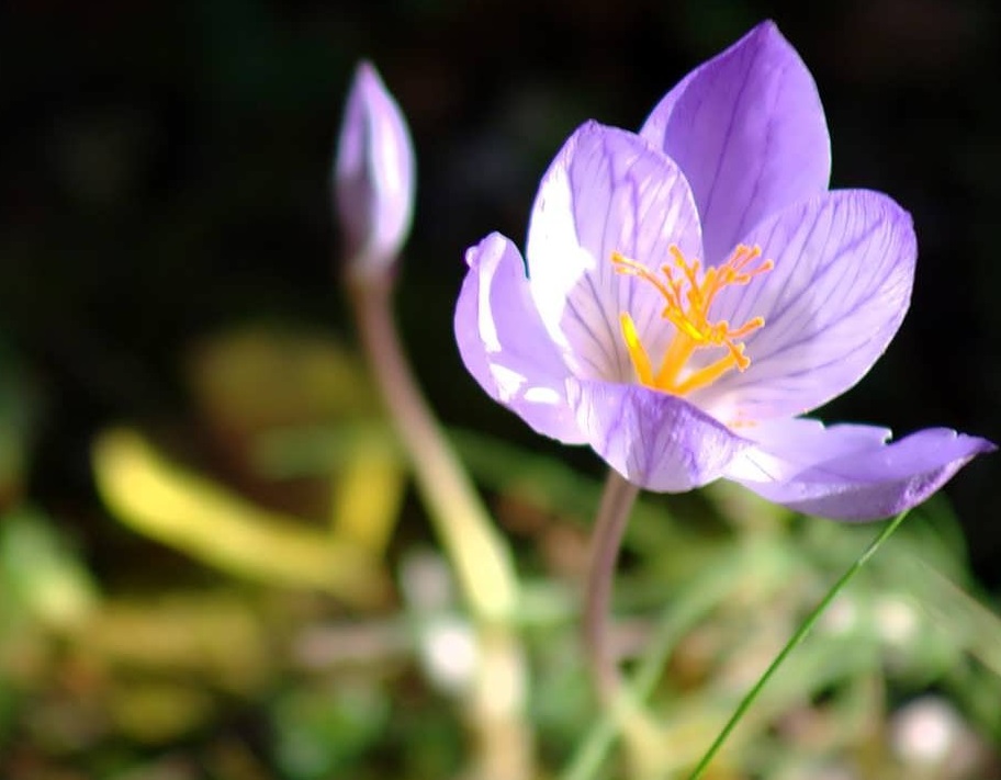 خواص دارویی گل حسرت (سورنجان) خواص دارویی گل حسرت (سورنجان)