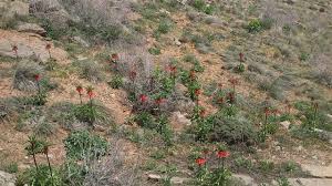 اختصاص اعتبار به اجرای طرح‌های آبخیزداری منطقه چپقلی اراک