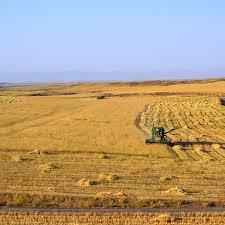 اجرای طرح جهش تولید در دیمزارهای استان