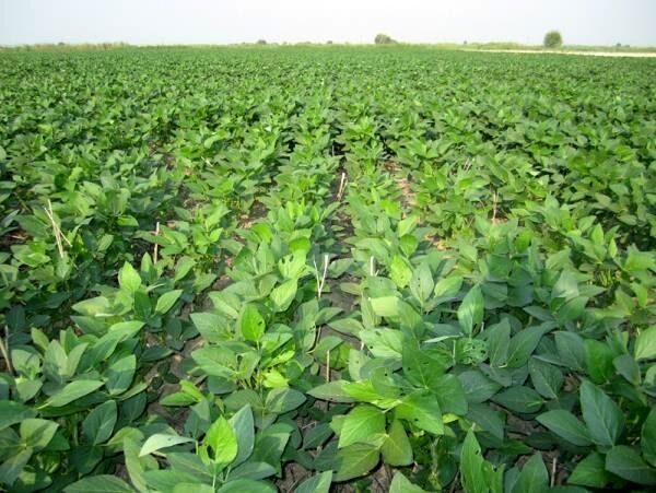 برنامه ریزی برای کشت محصولات تابستانه در شوشتر