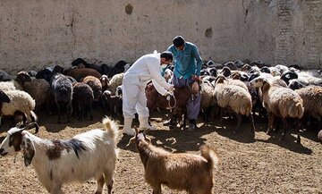 مایه کوبی بیش از یک میلیون رأس دام آذربایجان‌غربی علیه تب برفکی