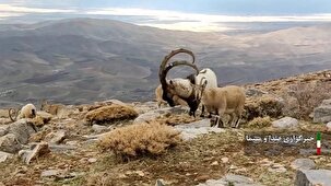 سرشماری وحوش منطقه حفاظت شده خان گرمز