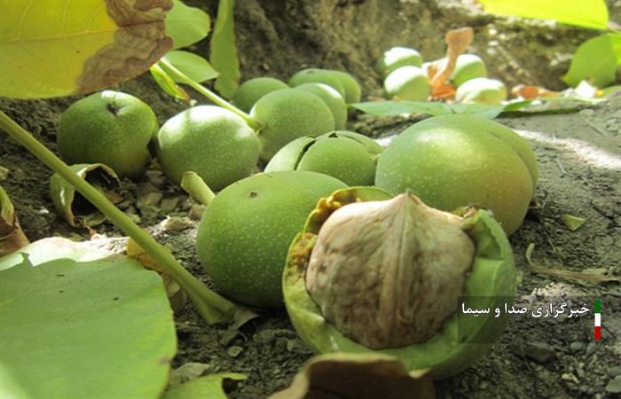 برداشت ۲۳ هزار تن گردو از باغات لرستان