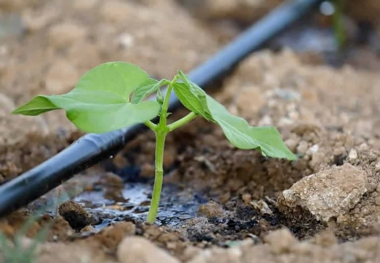 ۶۰ درصد مزارع حبوبات آبی آذربایجان غربی به روش نوار تیپ آبیاری می‌شوند