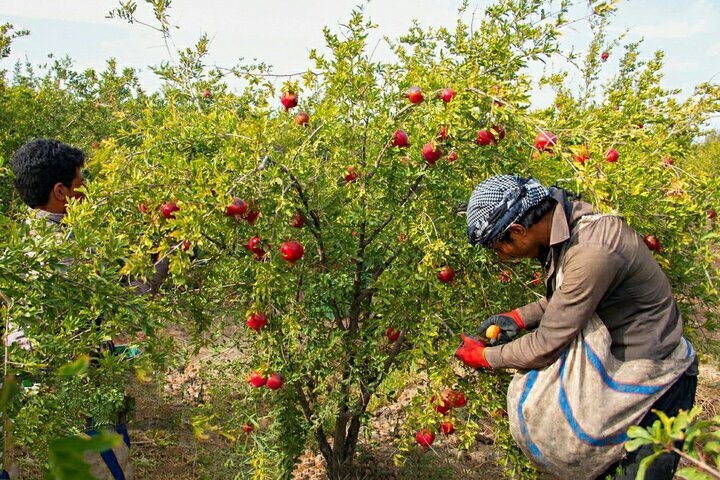 پیش‌بینی برداشت ۱۳۰۰ تن انار درآذربایجان‌غربی