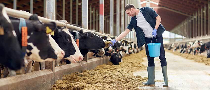 تولید خوراک دام و طیور از ترکیبات نفتی بهدست دانشبنیانها تولید خوراک دام و طیور از ترکیبات نفتی بهدست دانشبنیانها