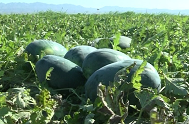 هندوانه شب چله هرمزگان زینت بخش سفرهی هم وطنان هندوانه شب چله هرمزگان زینت بخش سفرهی هم وطنان