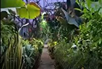 جنگلی با میوه های استوایی در پاکدشت