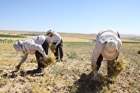 پیش‌بینی تولید بیش از چهار هزار تُن نخود از مزارع شهرستان مهاباد