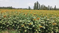 کاهش ۳۵ درصدی مصرف آب در کشت دانه‌های آجیلی