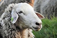 ذبح دام در معابر عمومی ممنوع است