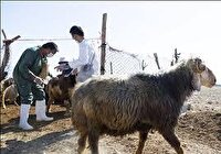 مشاهده  بیماری سیاه زخم در کوهرنگ