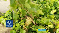 برداشت نوبرانه انگور