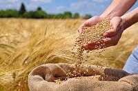 خرید ۵۳ هزار تن‌گندم در کردستان