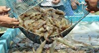ذخیره بیش از ۷۶ میلیون قطعه بچه میگو در مزارع قشم