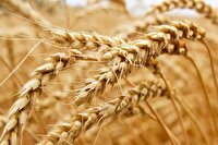 خرید ۲۶ هزار تن محصولات راهبردی توسط تعاون روستایی کارون