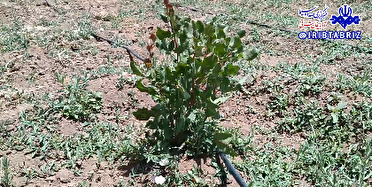 کاشت پسته در مراغه گامی برای تغییر الگوی کشت
