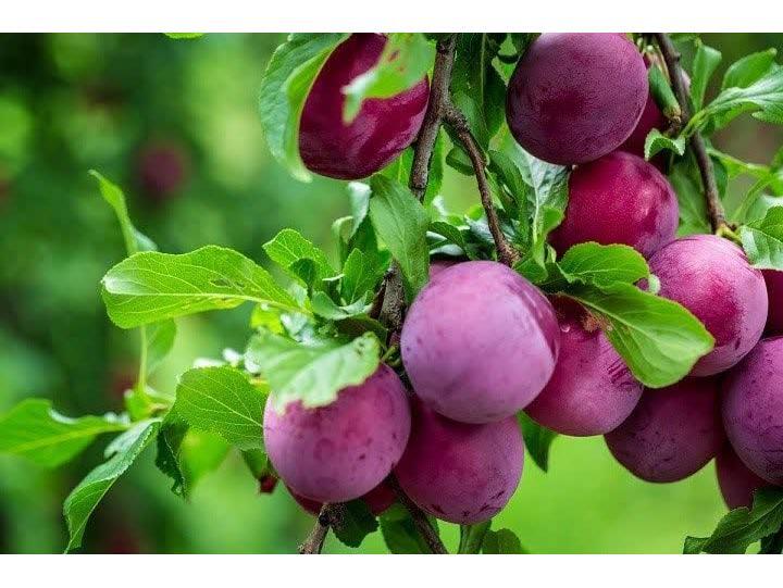 پیش‌بینی تولید ۶۵ هزار تن محصولات سیاه ریشه در میاندورود
