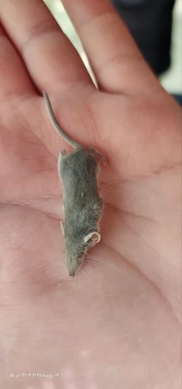 ثبت حشره خوار کوتوله در شهرستان بافق