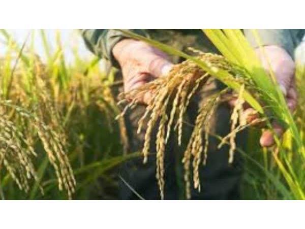 مبارزه با بیماری بلاست برنج در شالیزارهای نور