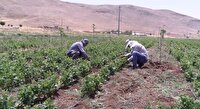 کاشت لوبیا در ۹۵ هکتار از مزارع اسدآباد
