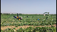 کشت بوته خیار در ۴۰ هکتار از زمین‌های شهرستان ملایر