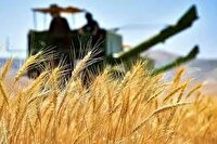 خرید تضمینی گندم در استان همدان از ۱۴۶ هزار تُن عبور کرد
