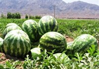 نمایی چشم‌نواز از برداشت هندوانه از باغات در چاف