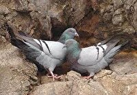 کشف لاشه  ۸۵ قطعه کبوتر چاهی شکارشده در بردسکن