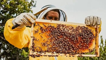 آغاز برداشت عسل در گلستان
