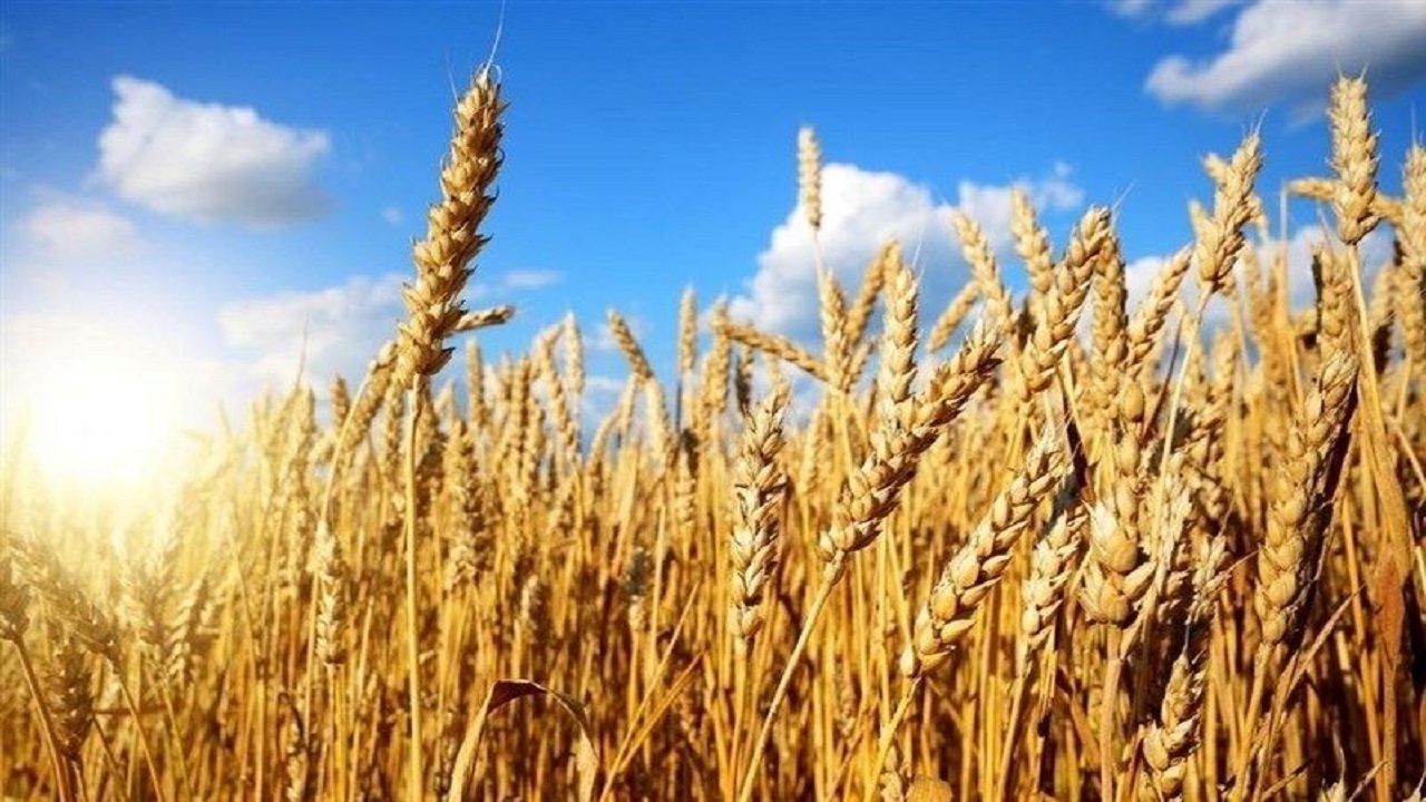 خرید تضمینی بیش از ۸۵ هزار تن گندم در آذربایجان شرقی
