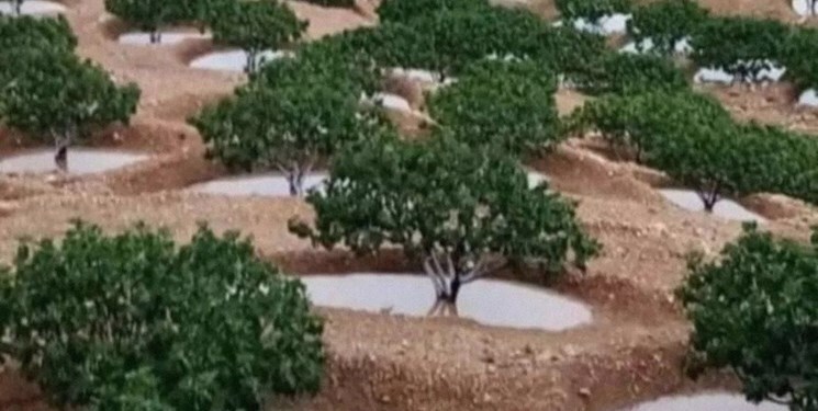 اعطا گواهی ثبت انجیر دیم استهبان به ایران اعطا گواهی ثبت انجیر دیم استهبان به ایران