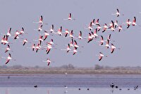 ارتقای تالاب «مُره» استان قم به منطقه حفاظت‌شده