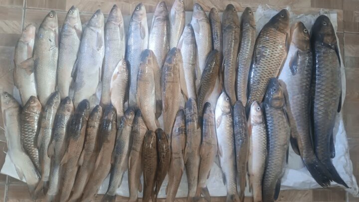 دستگیری صیادان متخلف در قیروکارزین دستگیری صیادان متخلف در قیروکارزین