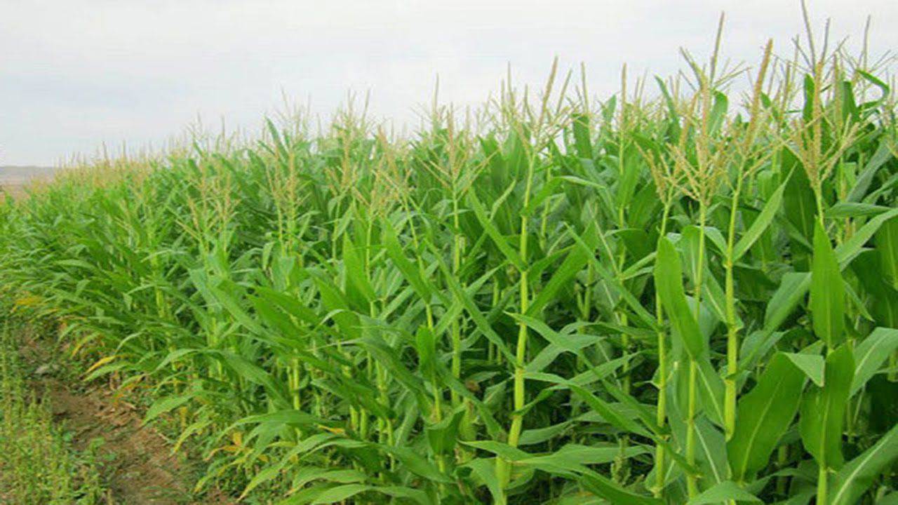 برداشت ذرت علوفهای از مزارع شهر بهمن برداشت ذرت علوفهای از مزارع شهر بهمن