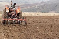 کشت پاییزه گندم در جنوب آذربایجان‌غربی