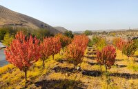 جشن رنگ‌ها در آبان ماه رزجرد