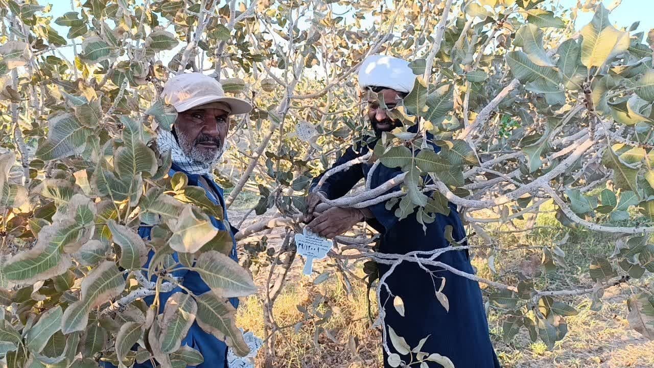 پلاک کوبی هزار اصله درخت در طرح شجره طیبه در خراسان جنوبی پلاک کوبی هزار اصله درخت در طرح شجره طیبه در خراسان جنوبی